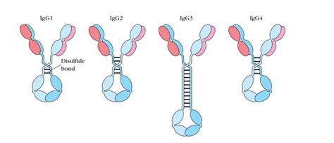 IgG Antibodies: Structure, Subclasses, and Functions • Microbe Online