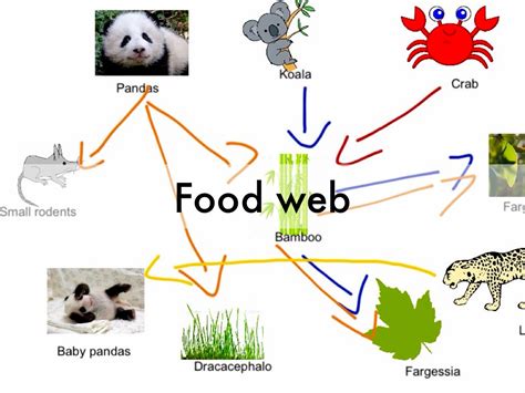 Giant Panda Food Web Diagram