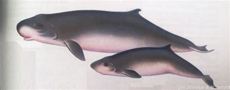 Facts on Dwarf and Pygmy sperm whales (Kogia sp). - Ocean Blue Adventures