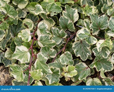 Variegated Green Leaves of Ivy, Variety Seabreeze Stock Photo - Image of ground, garden: 292967550