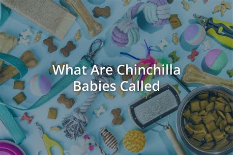 What Are Chinchilla Babies Called - Pets Encyclopedia