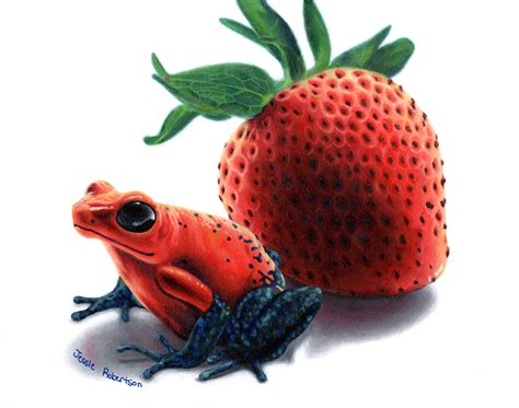 “Strawberry Poison Dart Frog” Archival print - Art in Bloom Gallery