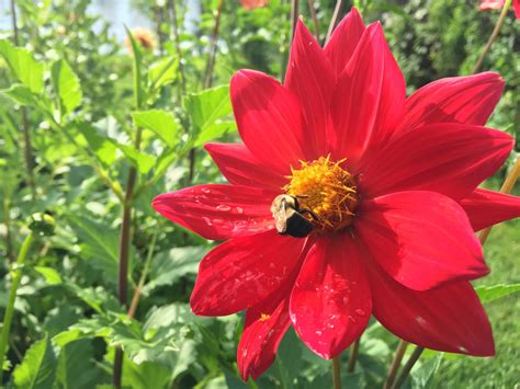 Free Images : flower, petal, red, botany, flora, dahlia, hybrid, bee ...