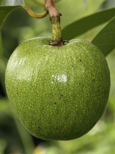 Pond Apple Tree (annona glabra) – Urban Tropicals