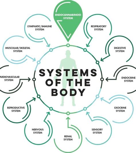 Human Body Systems Interactions Chart - Anatomy Body System