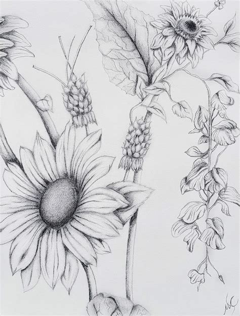 Sunflower Pencil Drawing