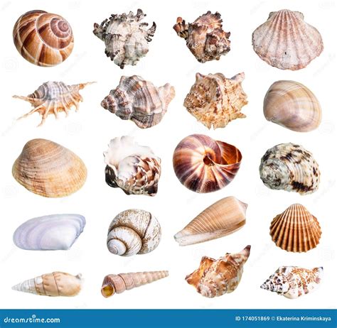 Collection of Various Shells of Mollusks Cutout Stock Image - Image of ...