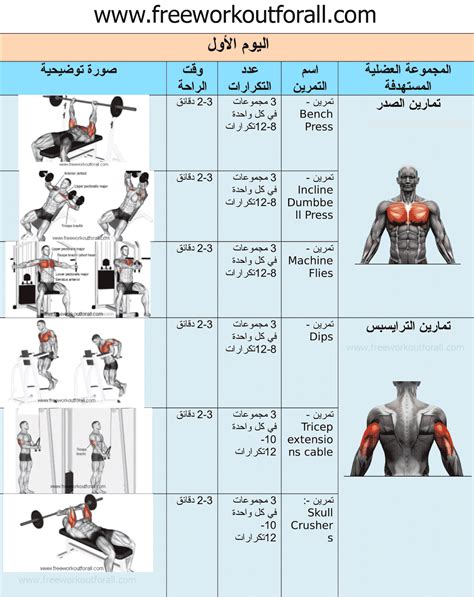 تمارين كمال اجسام , اروع تمرين للمبتدئين فى شد الجسم - صباحيات