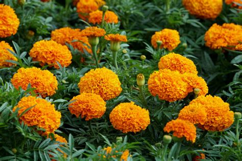 Do Deer Eat Marigolds [+ 5 Deer Resistant Varieties] - Deer Gardener