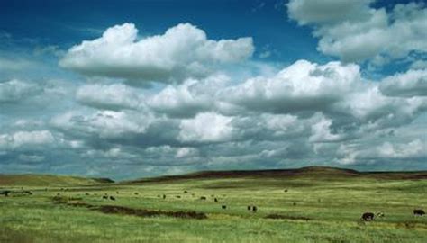 Climate in Temperate Grasslands | Sciencing