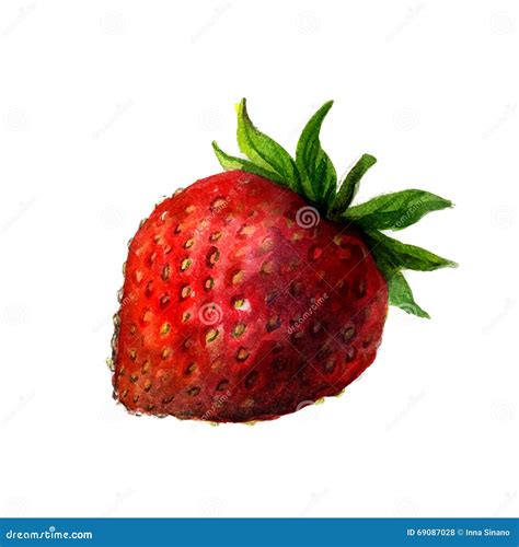 Watercolor Strawberry Illustration | CartoonDealer.com #91667433