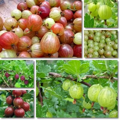 Properties and Benefits of Gooseberry - NatureWord