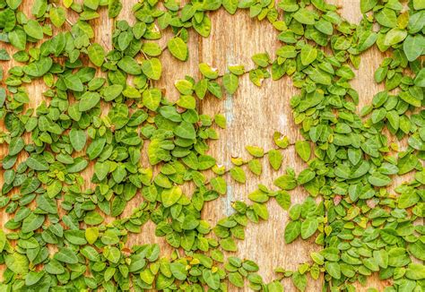 Creeping plant on wooded wall background 11374713 Stock Photo at Vecteezy