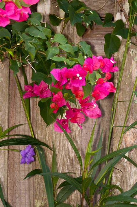 Bougainvillea Fence | Bougainvillea Fence | Mark Kosinski | Flickr