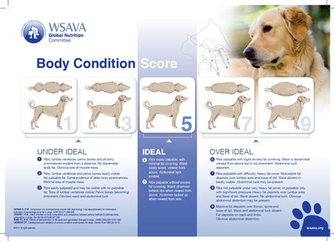 Nutrition: Body Condition Scoring