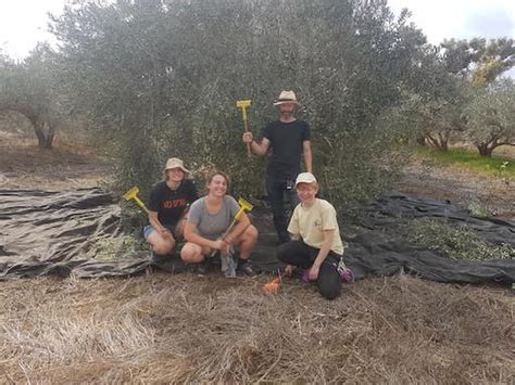 Volunteer on a Kibbutz | Olive Harvest | Kibbutz Gezer - Visit a Kibbutz in Israel • Kibbutz Tours