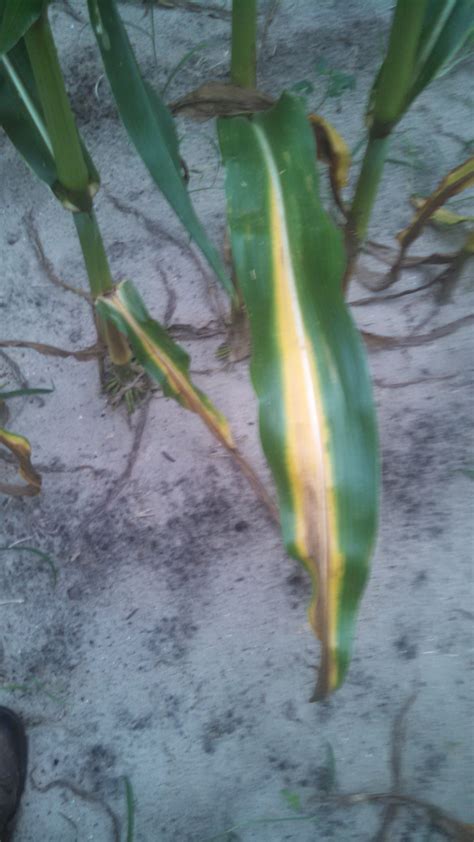 Potential for Fungal Disease in Corn – Florida Crops