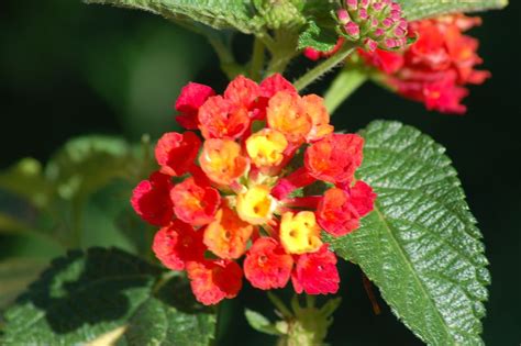 Lantana Plants: Characteristics, Uses, Growing Tips