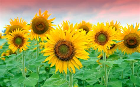 Beautiful sunflowers field wallpaper | flowers | Wallpaper Better