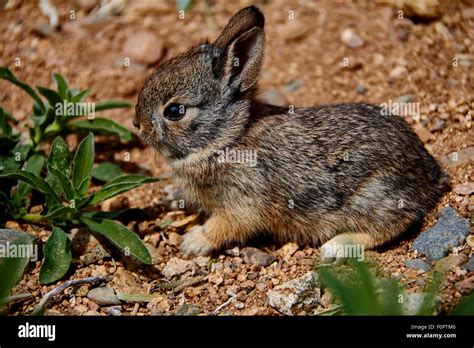 Baby desert cottontail rabbit sitting on gravel Stock Photo - Alamy