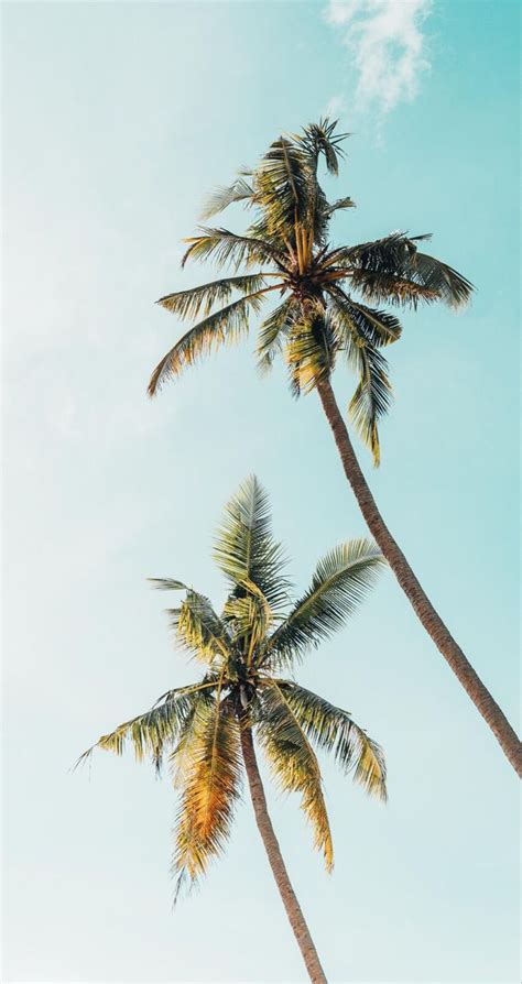 Palm trees | Palm tree pictures, Palm trees wallpaper, Palm tree background