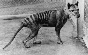 All About Thylacine - Origin, Extinction, Behavior, Puppy, Photos & Facts