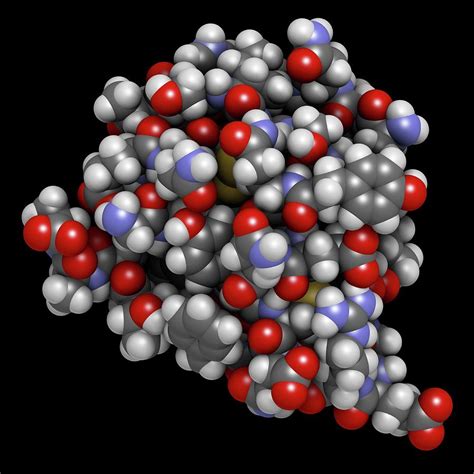 Structure Of Insulin Hormone