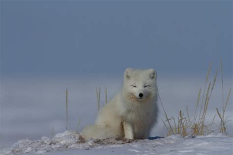 Animal Facts: Arctic fox | Canadian Geographic