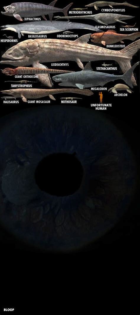 various sea creature sizes + possible estimation for the size of the ...