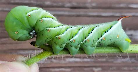 Tomato Hornworm Life Cycle & Tips to Prevent - Learn About Nature