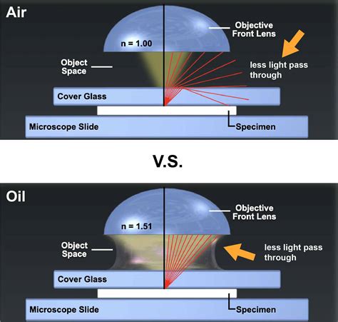 How to Use Microscope Immersion Oil to Get Higher Resolution Images ...