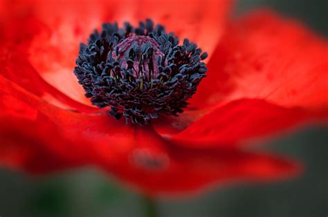 Discover The Red Poppy – Poland's National Flower - Russian Flora Blog ...