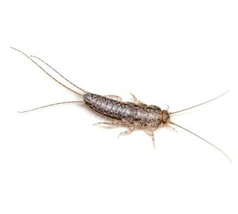 Silverfish Control | Residential | Terminix Canada | 90+ Years’ Experience