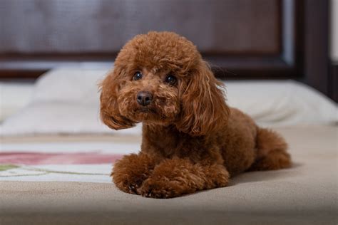 Poodles in Style: A Guide to Different Cuts on Poodles - Hollywood Feed ...