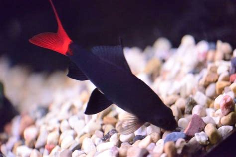 Red Tail Sharks Care: Aquarium Setup, Tank Mates & Diet