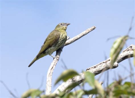 The Loudest Bird In The World Has A 'Deafening' Mating Call