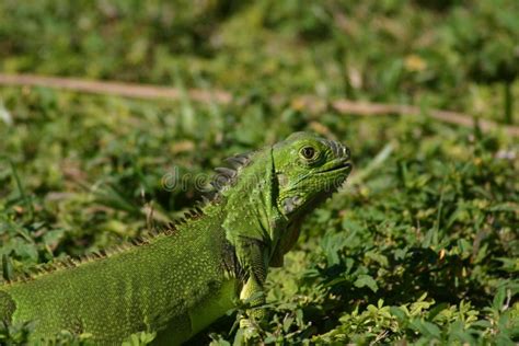 Iguana camouflage stock image. Image of nature, animal - 62162181