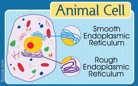 Smooth Endoplasmic Reticulum Animal Cell