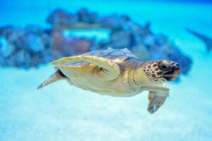 Which Oahu Snorkeling Tours are Worth Booking? (2023) - Hawaii Travel Spot