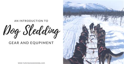 An Introduction to Dog Sledding Gear and Equipment | Turning Heads Kennel