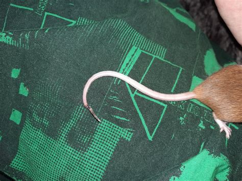 one of my mice injured the tip of her tail :( what's the best thing I ...