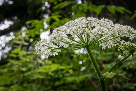 More random white flowers/weeds! | This stuff was growing ev… | Flickr