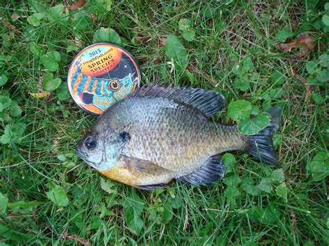 Sunfish, Bluegill | www.roughfish.com