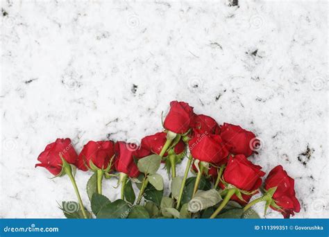 Bouquet of Red Roses in the Snow Stock Image - Image of white ...