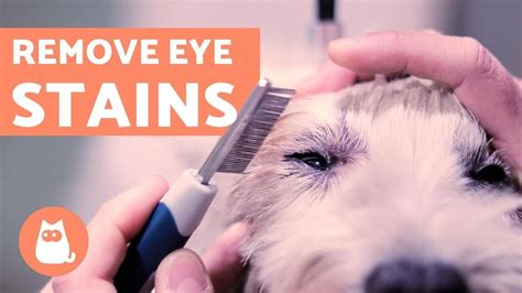 How to Clean a Dog's EYE STAINS - Ocular Hygiene | Yeux de chien, Toilettage chien, Santé des ...