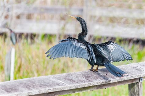 Anhinga Trail and Royal Palm Visitor Center in Everglades National Park ...