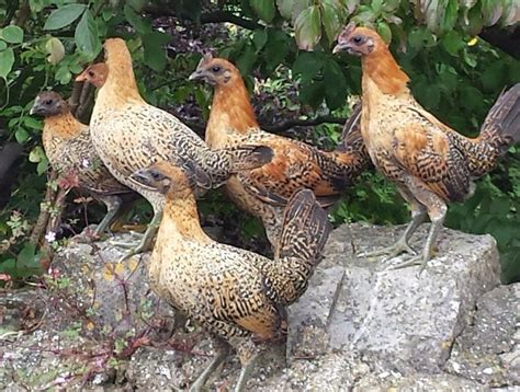 Oxford miniature Bantam chickens, hens | in Bridgend | Gumtree