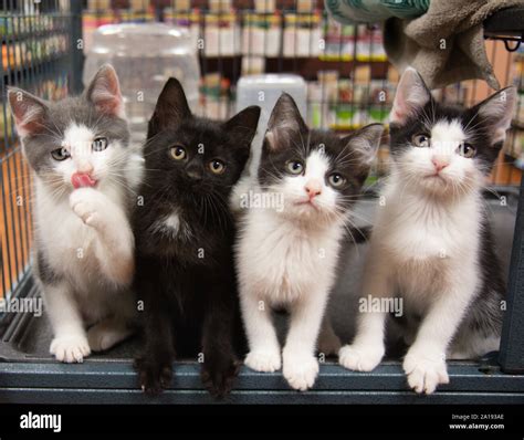 Four Kittens in Cage Pet Store Cat Black White Grey Sitting Cute Portrait Kitten Cats Pet Pets ...