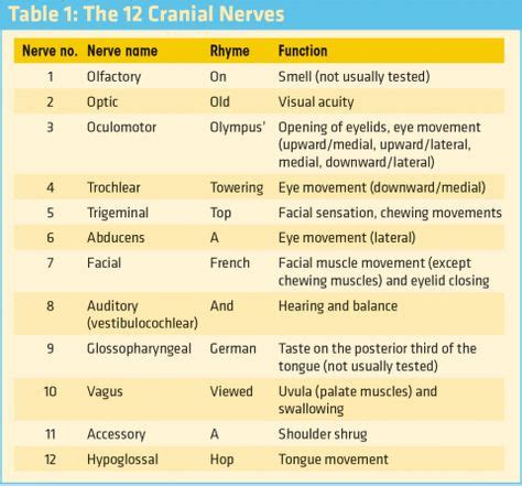 Neurotrauma Review Series—Part 1: Why Evaluate the Cranial Nerves? | EMS World | Cranial nerves ...