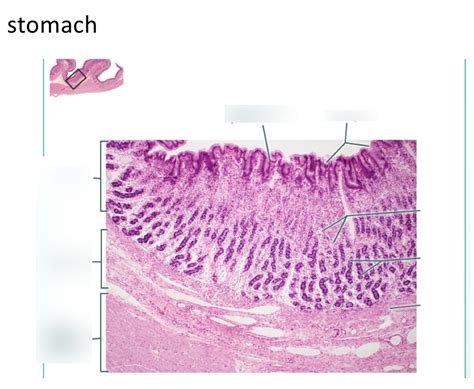 Stomach Histology Diagram | Quizlet